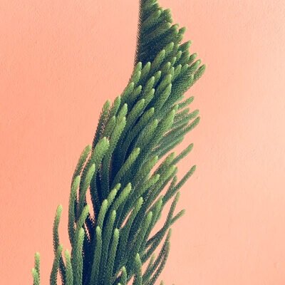 Furniture Store Manager